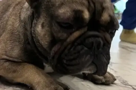 Найдена собака, Краснодар, фото: Найден собака, мужской, улица имени Сергея Есенина, 102, Краснодар