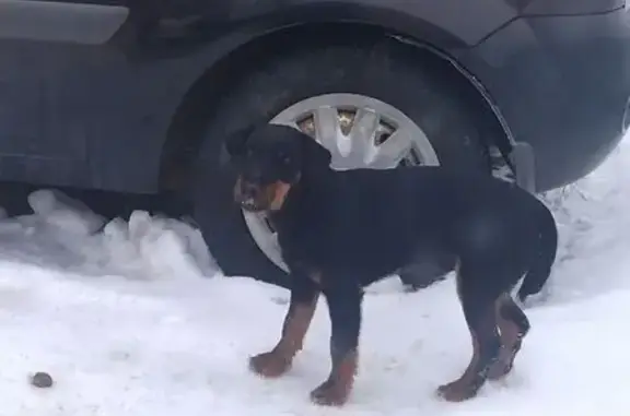 Найдена собака, Тула, фото: Найдена собака ягд терьер, Тула - бегает по посёлку
