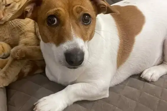 Пропала собака, «Нева», Химки - Джек рассел, испугался снега - photo