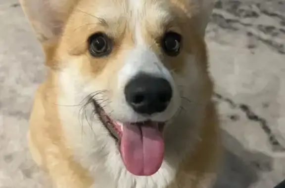 Пропала собака корги, мальчик, Липецк - photo