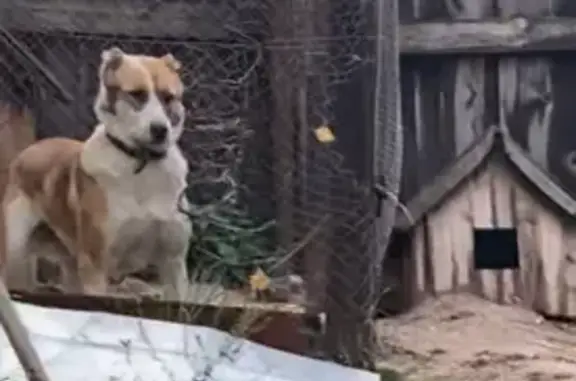 Собаки потеряшки, Выкса, фото: Потеряшка собака, Рабочая улица, Выкса - крупный алабай, хромает