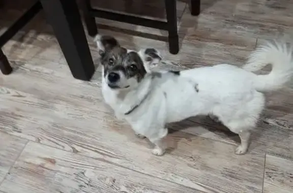 Найдена собака, Копейск, фото: Найдена собака, п. Железнодорожный, Копейск