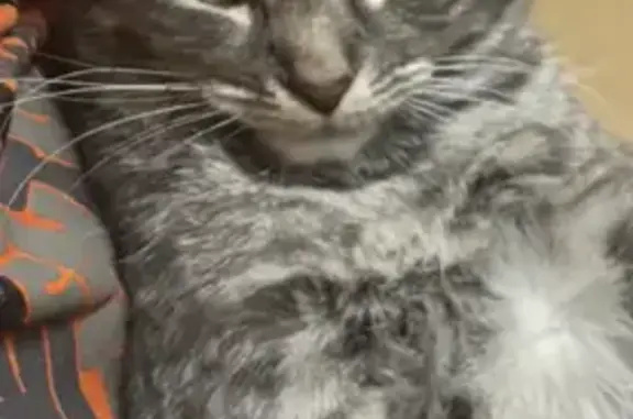 Пропал кот, улица Ворошилова, Каменск-Шахтинский - вислоухий, серый в полоску - photo