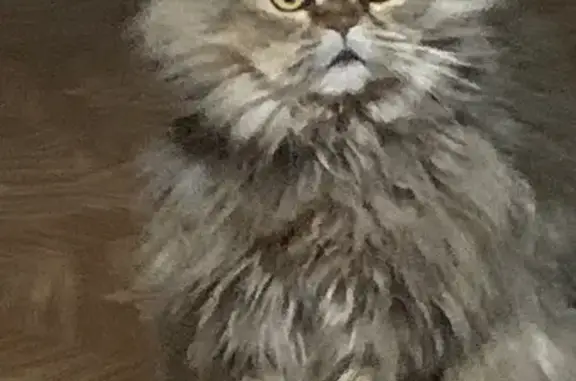 Найдена кошка, Волгоград, фото: Найдена кошка, Волгоград, Волгоградская область - отсутствуют когти на передних лапках