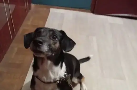 Найденные животные Братск, фото: Найдена собака, улица Крупской, Братск - чёрный окрас с подпалинами