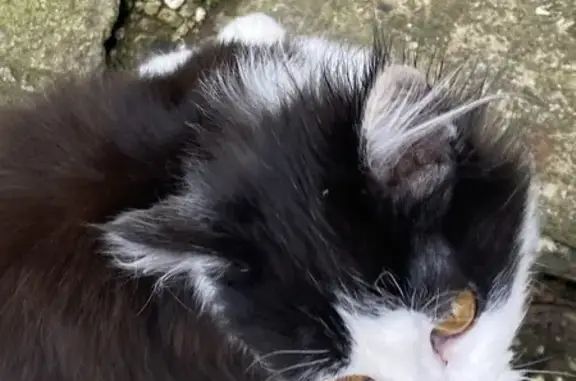 Объявления о пропавших и найденных животных, Апшеронск, фото: Найдена кошка, улица Кирова, 18, Апшеронск - чёрно-белая, очень ручная