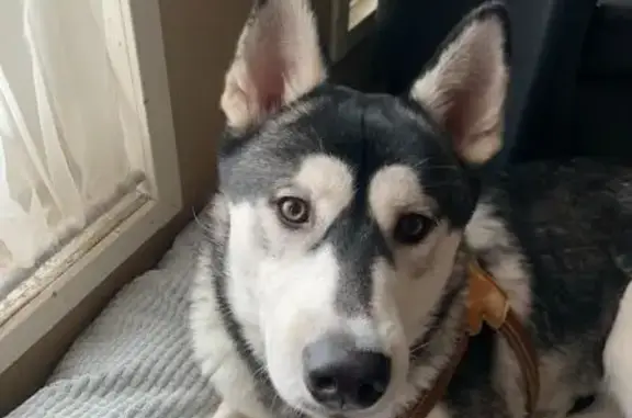 Найденные животные Нагорное, фото: Найден собака, мужской, 11, Нагорное