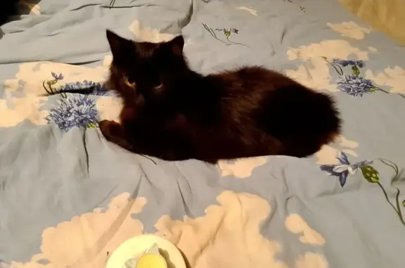 Пропал кот, улица Горького, Курагино - чёрный цвет - photo