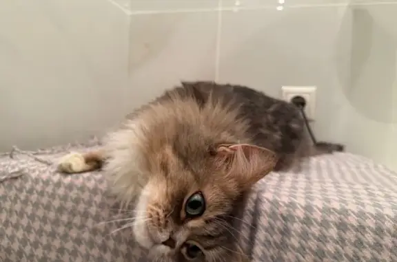 Объявления о пропавших и найденных животных, Электросталь, фото: Найдена кошка, улица Ялагина, 13, Электросталь