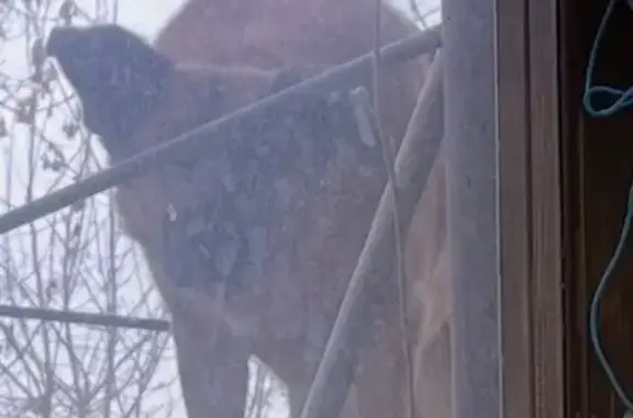 Пропал собака, городской округ Тольятти, Самарская область - рыжий мальчик с биркой в ухе - photo