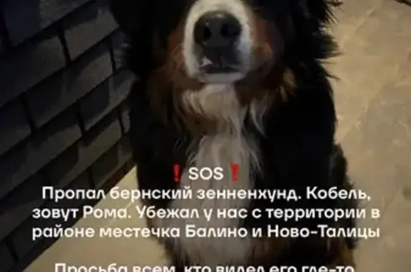 Пропала собака, 1-я Балинская улица, Иваново - бернский зенненхунд - photo