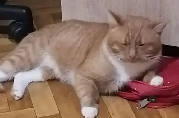 Пропал кот, улица Вихрева, 27, Шуя - рыжий, кличка Кузя - photo