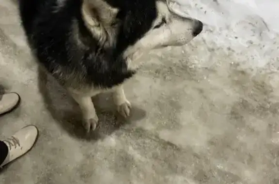 Найдена собака, Пенза, фото: Найдена собака, улица Терновского, 207, городской округ Пенза - хаски мальчик