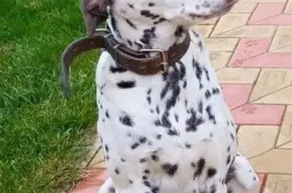 Пропала собака, женский пол, улица Победы, 46, Славянск-на-Кубани - далматинец, белая в чёрную точку - photo