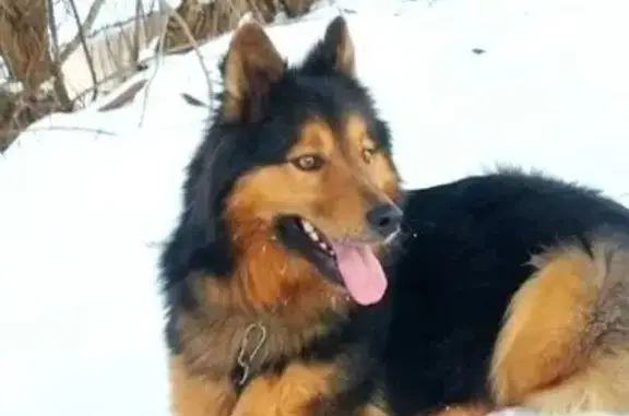 Пропала собака, мужской, улица Малых, 166, Курск - похож на овчарку - photo