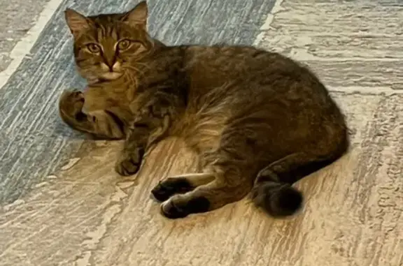 Пропала кошка, Балашов, Саратовская область - коричневая стерилизованная с коричневым ошейником - photo