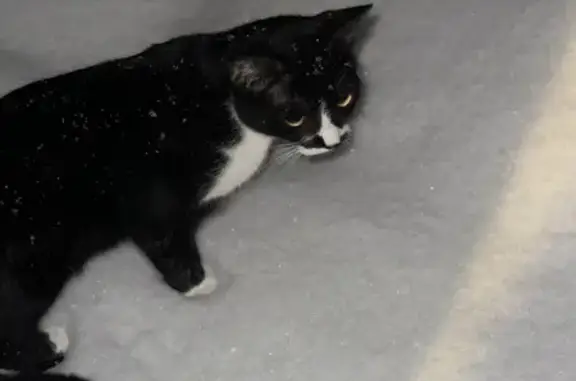 Пропал кот, улица Грекова, 34, Новочеркасск - 7 месяцев, черно-белый окрас - photo