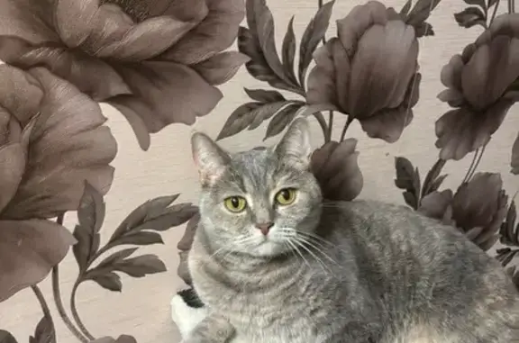 Пропала кошка, Коллективная улица, 23, Пенза - photo