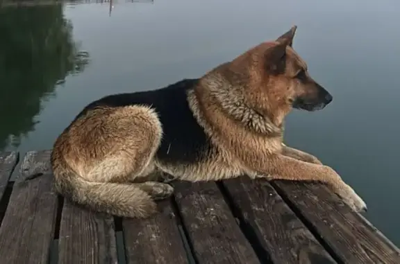 Пропал собака, улица Баумана, 19, Константиновск - немецкая овчарка - photo