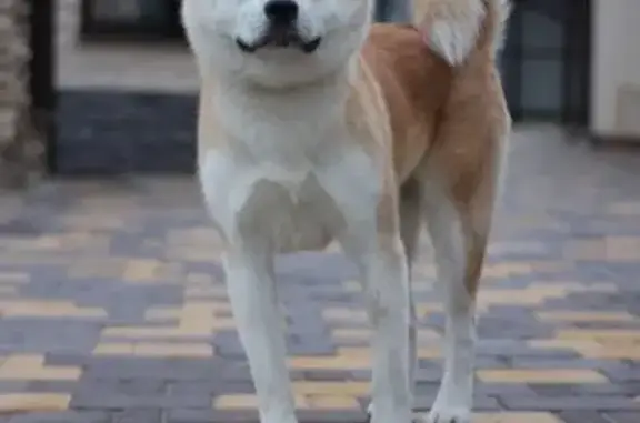 Пропала собака, 14К-812, Тавровское сельское поселение, Разумное - рыжая акита ину - photo