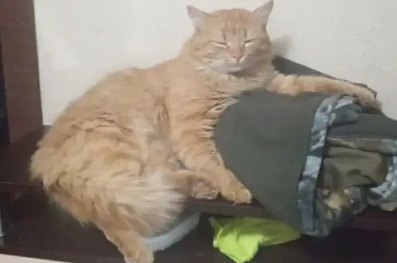 Пропал кот, улица 8 Марта, Элиста - не кастрированный, пугливый - photo