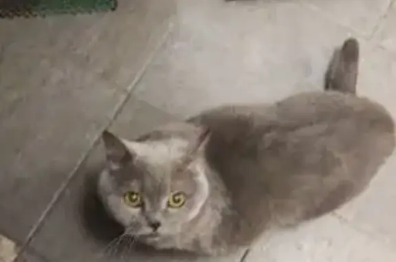 Найдена кошка, Королёв, фото: Найдена кошка, Коммунальная улица, 28, Королёв - серый упитанный кот