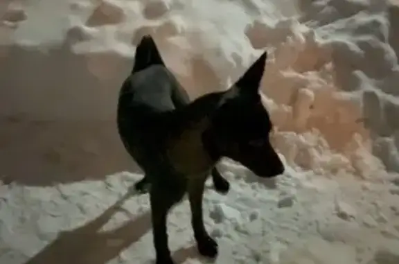 Найдена собака, Тула, фото: Найден собака, улица Металлургов, 80Г, Тула - окрас тёмный шоколад