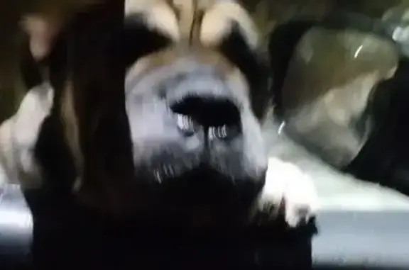 Найдена собака, Санкт-Петербург, фото: Найден собака, СНТ Ольгино, Санкт-Петербург - похож на шарпея