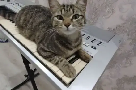 Пропала кошка, Новоалтайск, Алтайский край - была беременна - photo