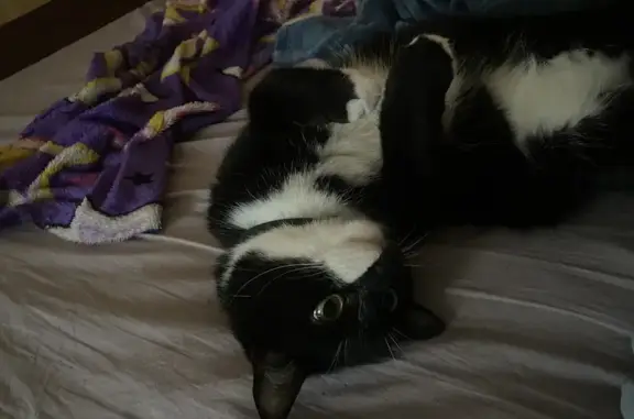 Кошки потеряшки, Октябрьский, фото: Потеряшка кот, Таёжная улица, 1А, Октябрьский