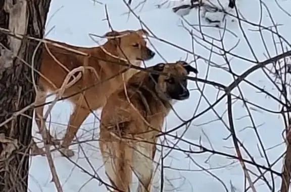 Найдена собака, Волгоград, фото: Найдена собака, Аткарский переулок, 123, Волгоград