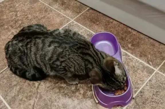 Найдена кошка, Волгоград, фото: Найден кот, Ангарская улица, 7Б, Волгоград - домашний, приучен к лотку