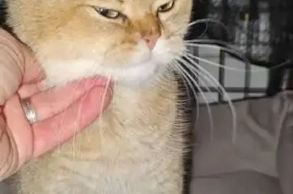 Найдена кошка, Звенигород, фото: Найдена кошка, Звенигород, Московская область - золотистая шиншилла