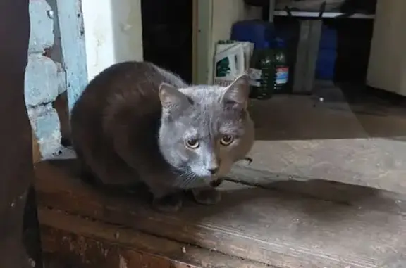 Найдена кошка, Челябинск, фото: Найдена кошка, Южноуральская улица, 20, Челябинск - крупный и ласковый