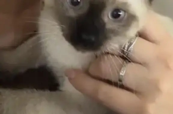 Пропал котенок, улица Юности, 26, Белореченск - сиамский с врожденным дефектом хвоста - photo