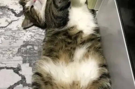 Пропал кот, улица Демьяна Бедного, 49, Вышний Волочёк - один глаз мутный - photo