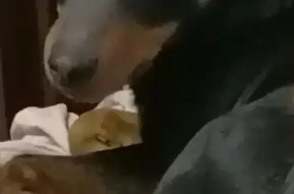 Пропала собака, женский пол, Тепличная улица, Российский, Краснодар - photo