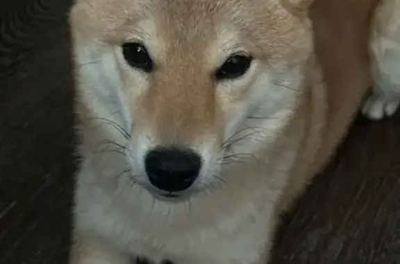 Пропал собака, проспект Героев Отечества, Саратов - рыжий окрас - photo