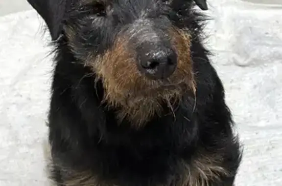 Найдена собака, Троицк, фото: Найден собака, Кварцевая улица, 4 к2, район Троицк - нету одного глаза