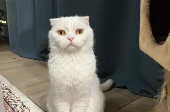 Кошки потеряшки, Одинцово, фото: Потеряшка кот, улица Шекспира, 78, район Внуково, Одинцово