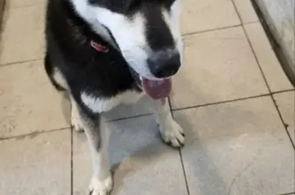 Найдена собака, Колотилово, фото: Найдена собака, женский пол, 33, Колотилово - один глаз синий, другой черный