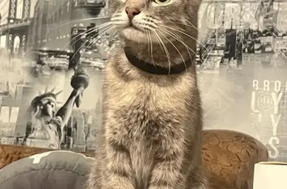 Пропала кошка, Октябрьская улица, 56, Плавск - коричнево серая с зелеными глазами - photo