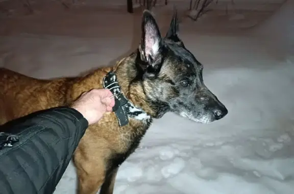 Найдена собака, Москва, фото: Найдена собака, мужской, экологическая тропа, Москва - рыжий с черной грудью