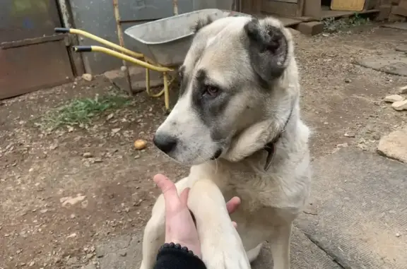 Пропала собака, Архиповка, Оренбургская область - убежала со двора ночью - photo