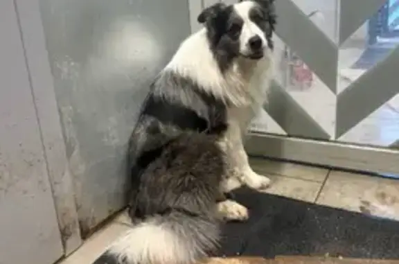 Поиск домашних животных, фото: Найдена собака, Звёздный бульвар, 44, Москва