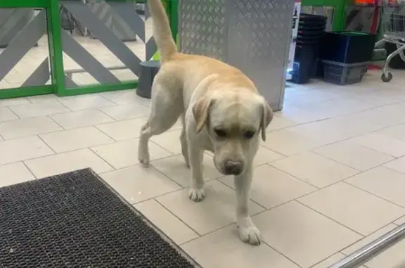 Найдена собака, Анна, фото: Найден собака, улица Ленина, 27, Анна - мальчик, палевый окрас