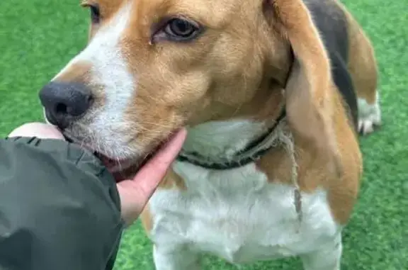 Найдена собака, Старобжегокай, фото: Найдена собака, Старобжегокай, Адыгея - девочка бигль