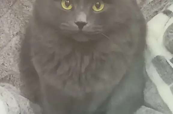 Найдена кошка, Краснодар, фото: Найдена кошка, Командорская улица, 3/2, Краснодар - дымчатый окрас, пушистый