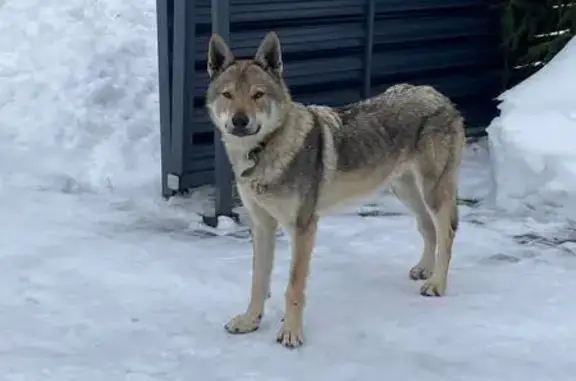 Найдена собака, Ропшинское, фото: Найдена собака, Ропшинское - очень добрая и худая