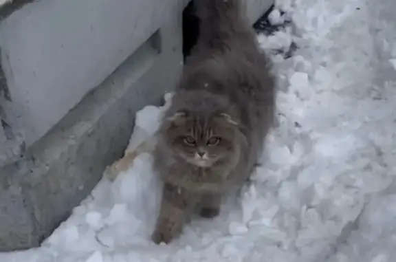 Объявления о пропавших и найденных животных, Балашиха, фото: Найдена кошка, Янтарный бульвар, Балашиха - серый вислоухий